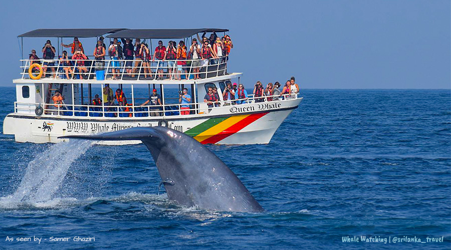Whale Watching